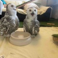 【日常】福井と石川県とエジプト料理