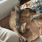 おうちごはんとおかしとねこ