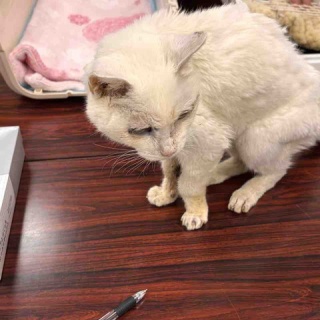 ねこさま王国