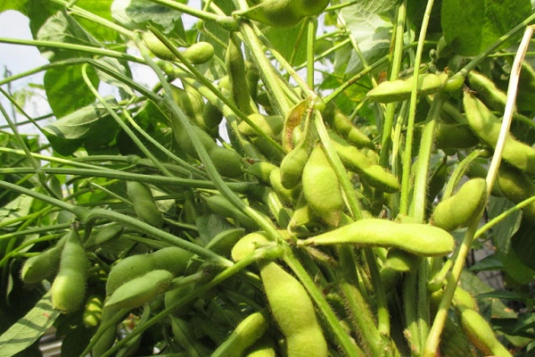 Heyモーの家庭菜園を楽しむ だだちゃまめ