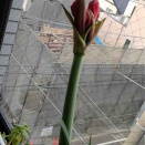 平富恵スペイン🇪🇸舞踊団