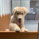 ゴールデンマラミュート
