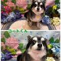 【トリミングブログ】こんにちは！