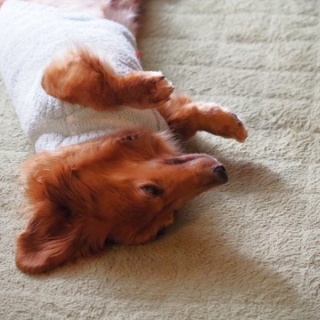 花とワンコな日々