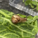カタツムリは三角食べができる