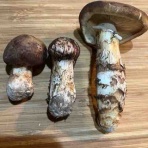 ハルゾ～カフェ　ときどき開店