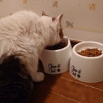 我が家の猫にゃんず