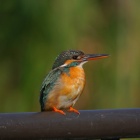 『投稿：BORG89EDによるカワセミ　2019/11/29』の画像