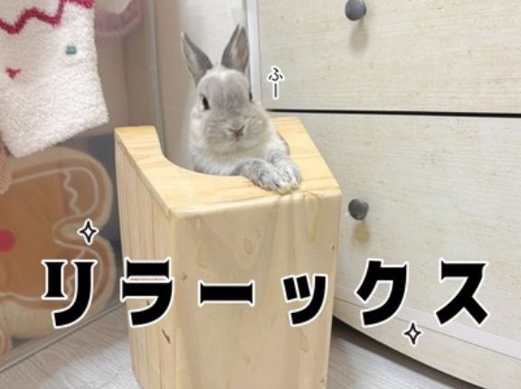 うさぎのルリ(12/12追記)