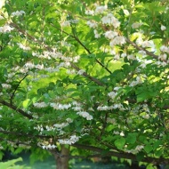 【ガーデニング】木の花は美しくともやはりこのエリアは欲しかった！