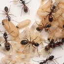 ムネアカオオアリ巨大兵アリ誕生