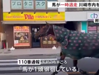 明治大学の馬が一時脱走、路上歩き回り自らキャンパスに戻る