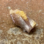 あさぴーのおいしい独り言