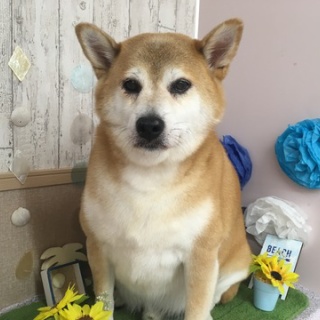 💛Pet Salon Lien💛