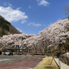 飛騨かなやまの桜　開花状況 2026