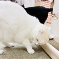 Megさんのお当番日記『ニュッと』。