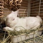 うさぎのきた道