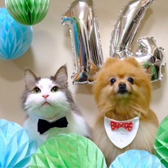 期間限定同い年きょうだい