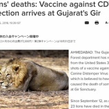 『希少種インドライオンの大量死』の画像