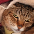 新年がきました！コボボイより新年のご挨拶