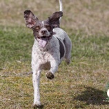 『犬を一歩も前に出さないようにして体勢を整えるためにどうするのか、言語化チャレンジしてみます』の画像