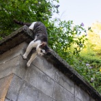 猫写真家・沖 昌之のブログ　野良ねこちゃんねる。　