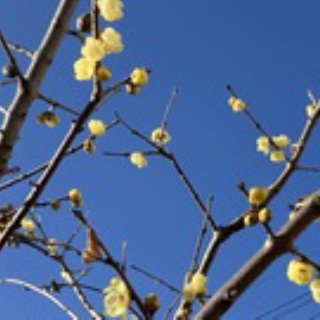 『祇園 その』あらため、脳出血サバイバーわたし