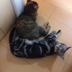 ﾈｺﾁｬﾝのﾆﾝｹﾞﾝ育成日記