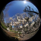 『速報：哲学堂公園の梅　2020/01/30』の画像