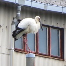 野田市コウノトリの里の探鳥記