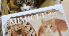 来年のカレンダーと嗅ぐ猫ら。
