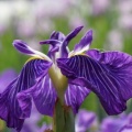馬見丘陵公園の花菖蒲と紫陽花２０２６