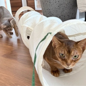 トンネルのりすたんに忍び寄る不穏な影…