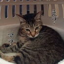 すぐ忘れる。と、オレンジの肉球つくりました。