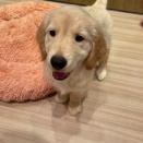 ゴルちゃん＆ドーベルマンちゃん