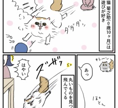 まるいものに目がない猫