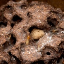 タイワンシロアリ産卵