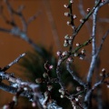 杉本さんの生花11