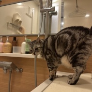 猫にもっと水を飲んでほしい！8匹と暮らしてわかった、お水スペースの工夫