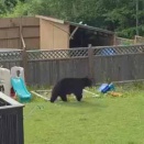 【先生出番です】 隣の庭にクマが現れた。ワシのシマで何しとんじゃ！ → 用心棒がやってきた…