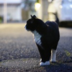 ねこかます