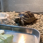 かるかんタイムズ