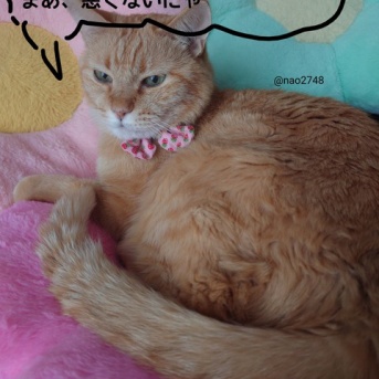 コンタクトレンズケース活用法〜うちの猫の場合