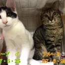 生後７ヶ月　ホープ・フルーク　募集中