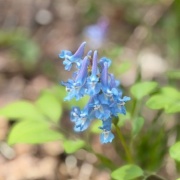 北海道の広大な公園のエゾエンゴサクの花畑