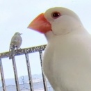 今日の文鳥と茎ブロッコリーを食べに来たヒヨドリ ２