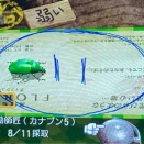 ぼくのなつやすみ4 プレイ日記 #170 〜全自動・カナブン