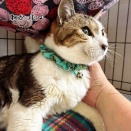 シュウさまをダシに使う。