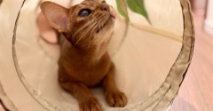 トンネルで、遊んでもらったりすたん