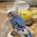 🐥インコちゃん🐥